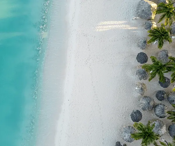 A beach with palm trees and rocks on the shore.