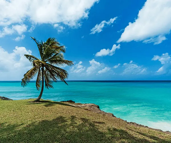 A palm tree on the beach near the ocean.