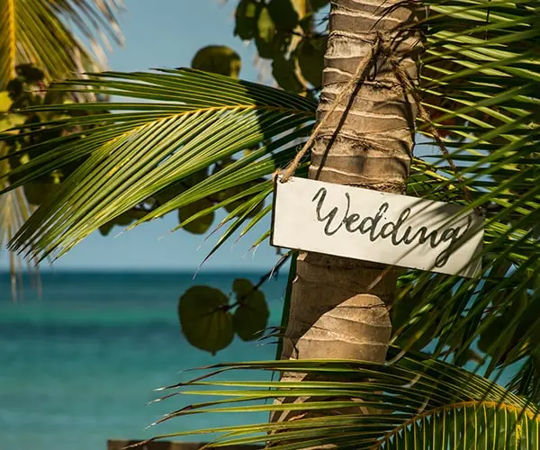 A sign hanging from a palm tree near the ocean.