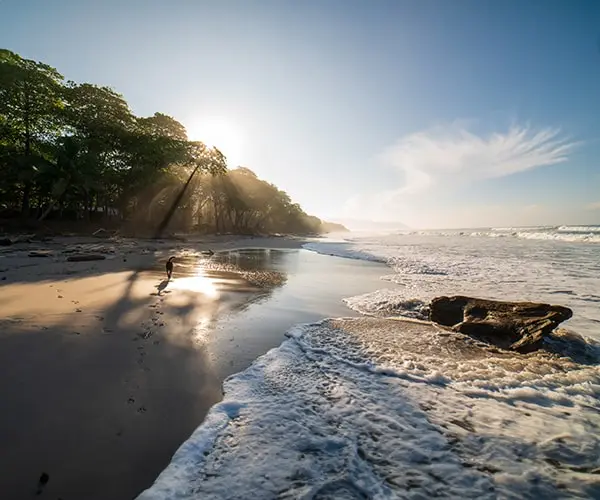 A person surfing on the beach at sunset.