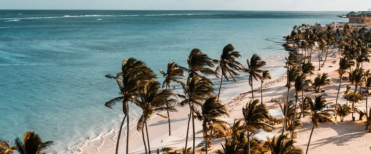 A beach with palm trees and the ocean in the background.